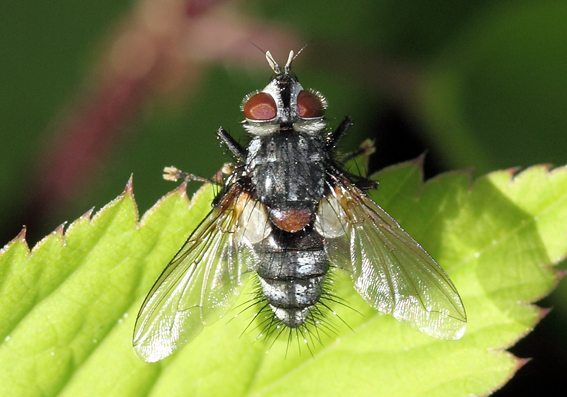 Da determinare (Muscidae?)